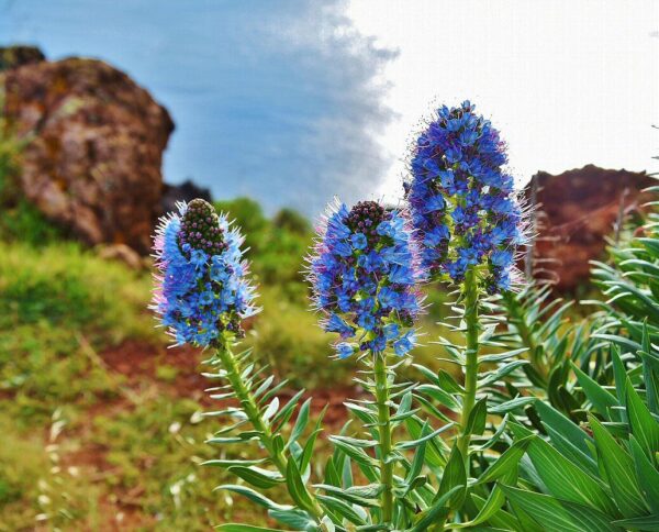Paisaje con flores en Madeira