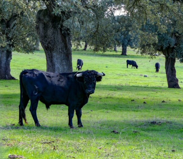 Safari de toros bravos en zona del Lago de Alqueva en Extremadura