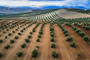 Paisajes de olivos en la provincia de Jaén en Andalucía