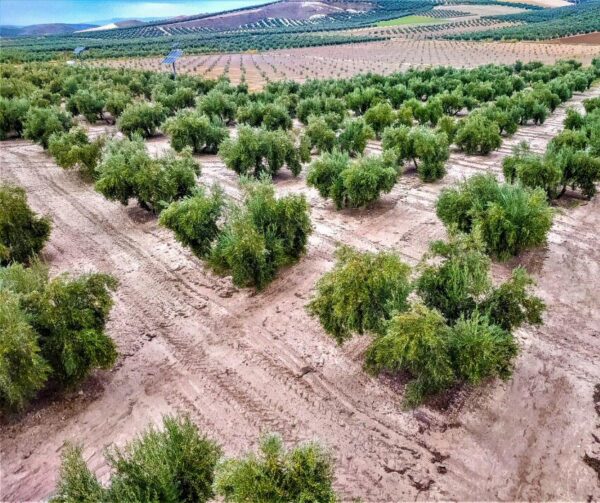 Paisajes de olivos en la provincia de Jaén en Andalucía