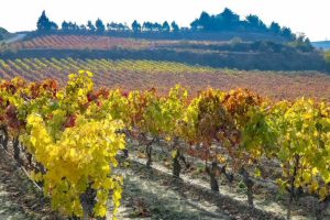 Paisaje de viñedos en otoño en Rioja