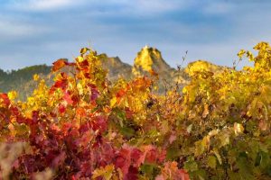 Viñedos en otoño cerca de Haro en La Rioja