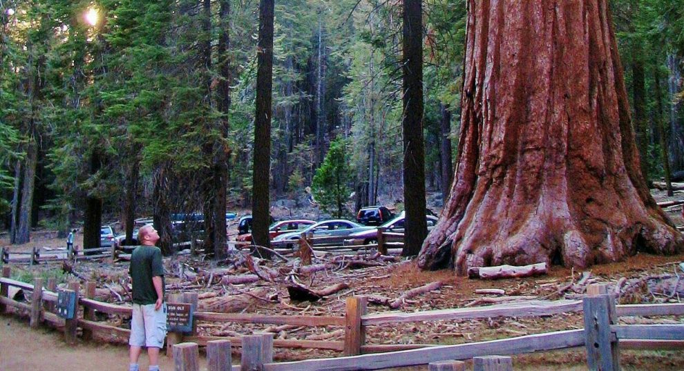Secuoya gigante en Mariposa Grove en Yosemite en California