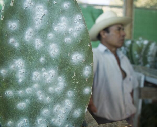 Grana cochinilla en Oaxaca en México