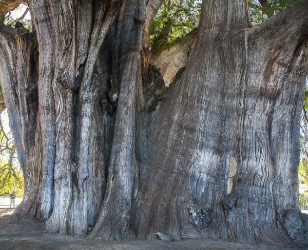 Gran árbol milenario El Tule cerca de Oaxaca en México