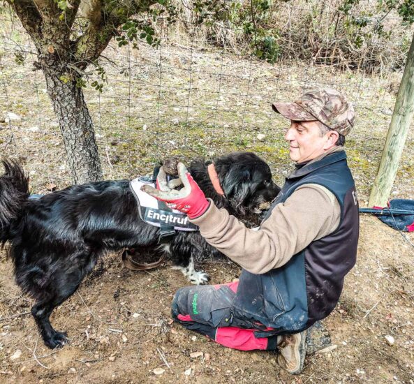 Recolección de trufas negras con perros en Soria