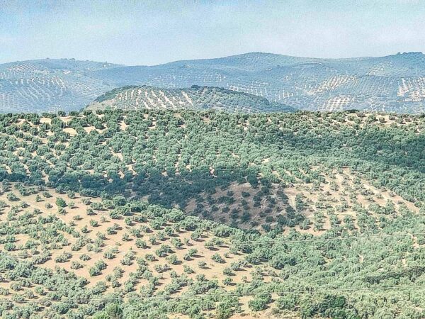 Campos de olivos en los alrededores de Iznájar en Córdoba