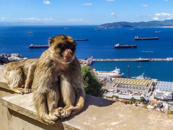 Monos en Peñón de Gibraltar