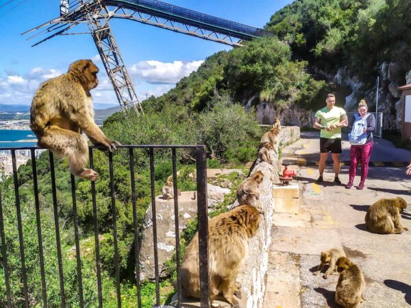 Monos junto al Teleférico de Gibraltar