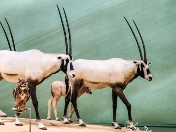Arabic oryx en museo Nacional de Qatar en Doha