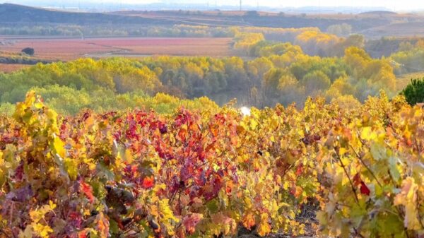 Viñedos en otoño en La Rioja
