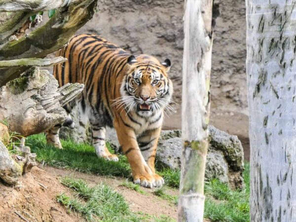 Tigre de Sumatra en Bioparc Fuengirola en Málaga