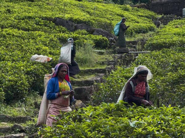 Plantación de té en Nuwara Eliya en Sri Lanka
