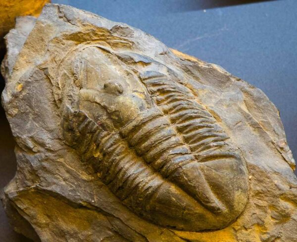 Fósiles en Museo Paleontológico de Cuenca