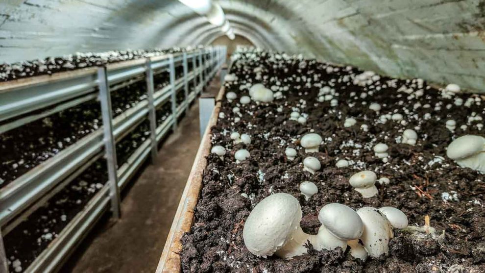 Fungiturismo en Pradejón, cultivo de champiñones en La Rioja