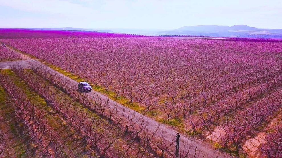 Campos de frutales en flor en Aitona
