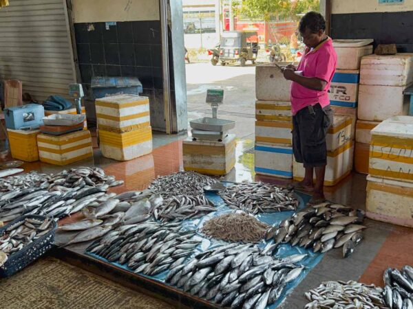 Mercado de pescado en Anuragiri en Sri Lanka