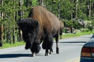 Bisontes en Yellowstone