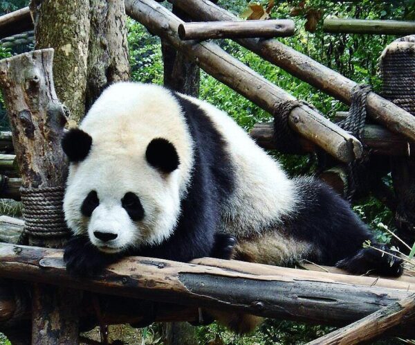 Centro de Conservación de osos panda gigantes en Chengdu en China