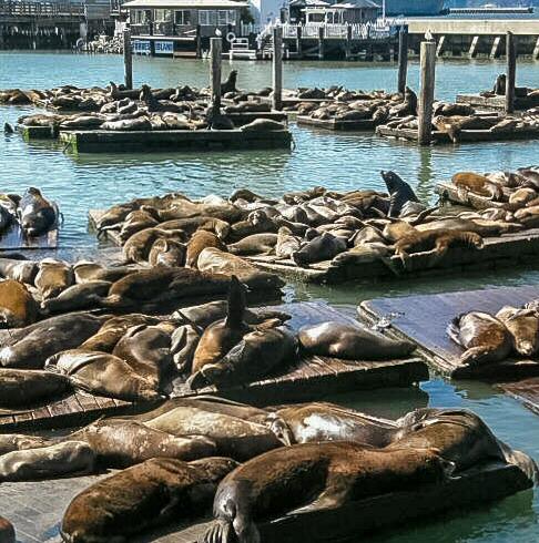 Leones marinos en el muelle Pier 39 de San Francisco