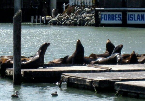 Leones marinos en el Pier 39 de Fisherman´s Wharf en San Francisco