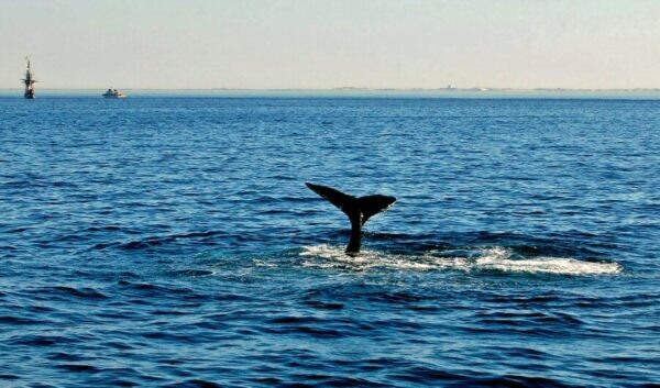 Excursión para ver ballenas en Cape Ann en Gloucester