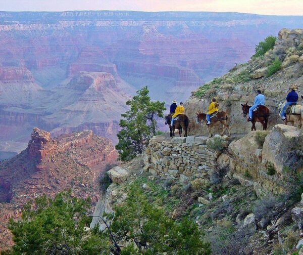 Excursión en mulas polo Gran Canón do Colorado