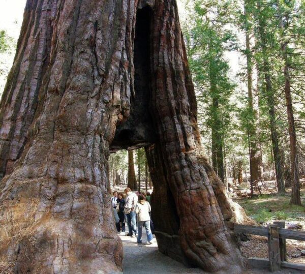Secuoya gigante en Mariposa Grove en Yosemite en California