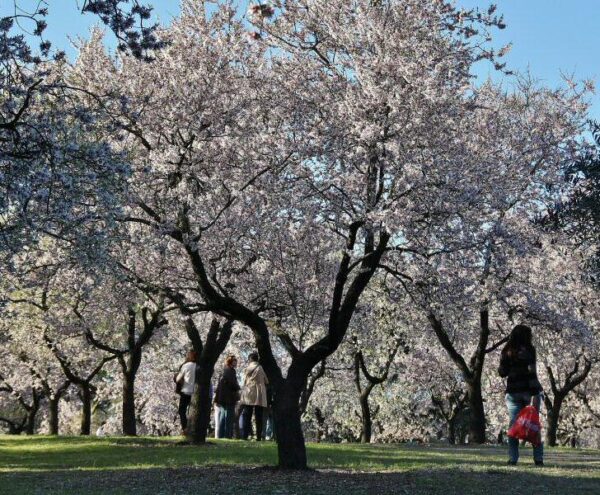 Almendros en flor en el parque Quinta de los Molinos de Madrid