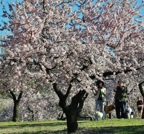 Almendros en flor en el parque Quinta de los Molinos de Madrid